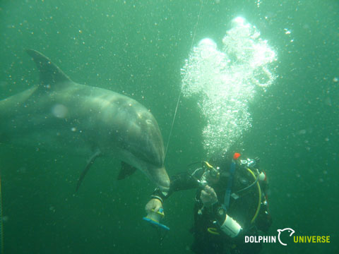 Ute Margreff | dolphin universe