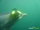 Ute Margreff | dolphin universe