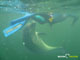 Ute Margreff | dolphin universe