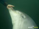 Ute Margreff | dolphin universe