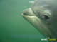 Ute Margreff | dolphin universe