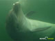 Ute Margreff | dolphin universe