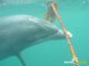 Ute Margreff | dolphin universe