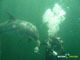 Ute Margreff | dolphin universe