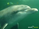Ute Margreff | dolphin universe