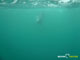 Ute Margreff | dolphin universe