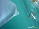 Ute Margreff | dolphin universe