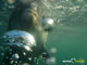 Ute Margreff | dolphin universe