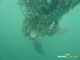 Ute Margreff | dolphin universe