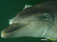 Ute Margreff | dolphin universe
