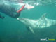 Ute Margreff | dolphin universe
