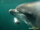 Ute Margreff | dolphin universe