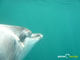 Ute Margreff | dolphin universe