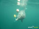 Ute Margreff | dolphin universe