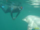 Ute Margreff | dolphin universe