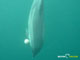 Ute Margreff | dolphin universe