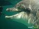 Ute Margreff | dolphin universe