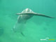 Ute Margreff | dolphin universe