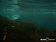 Ute Margreff | dolphin universe