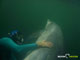 Ute Margreff | dolphin universe