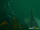 Ute Margreff | dolphin universe