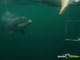 Ute Margreff | dolphin universe