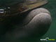 Ute Margreff | dolphin universe