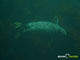 Ute Margreff | dolphin universe
