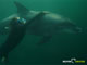 Ute Margreff | dolphin universe