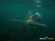 Ute Margreff | dolphin universe