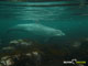 Ute Margreff | dolphin universe