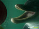 Ute Margreff | dolphin universe
