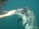 Ute Margreff | dolphin universe