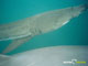 Ute Margreff | dolphin universe