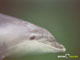 Ute Margreff | dolphin universe