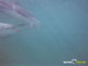 Ute Margreff | dolphin universe
