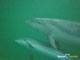 Ute Margreff | dolphin universe