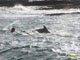 Ute Margreff | dolphin universe