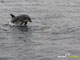 Ute Margreff | dolphin universe