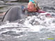 Ute Margreff | dolphin universe
