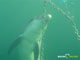 Ute Margreff | dolphin universe
