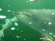 Ute Margreff | dolphin universe