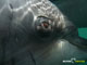 Ute Margreff | dolphin universe