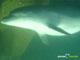 Ute Margreff | dolphin universe