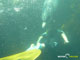 Ute Margreff | dolphin universe