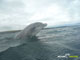 Ute Margreff | dolphin universe