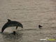 Ute Margreff | dolphin universe