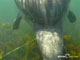 Ute Margreff | dolphin universe