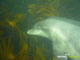 Ute Margreff | dolphin universe